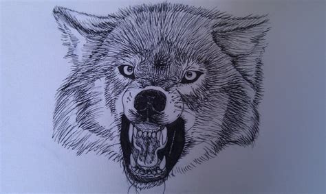 Snarling Wolf By Indiwolfonline On Deviantart