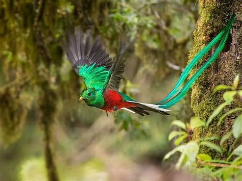 Quetzal Beautiful Birds Birds Flying Quetzal