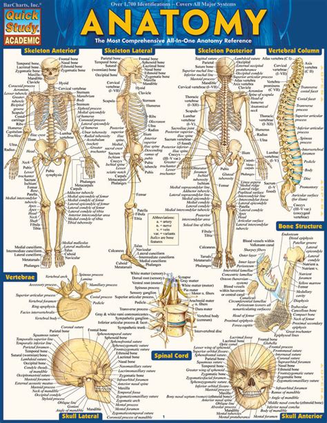 Human Anatomy Study Charts