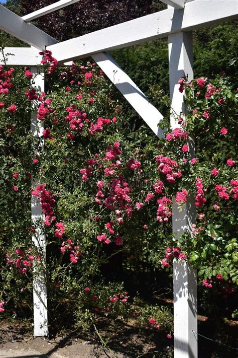 Beautiful Pink Roses On Wooden Trellis Stock Photo Image Of
