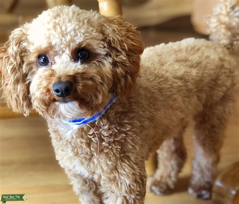 Stud Dog Red Toy Poodle Breed Your Dog