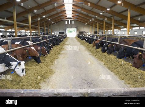 Dairy Farming Dairy Herd Cows Feeding On Silage In Loose Housing On