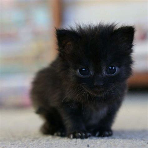 Cute Black Kittens Kittens Photo 41556715 Fanpop