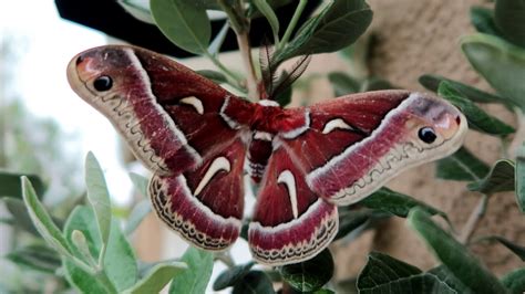 Cecropia Moth In Souther California Fun Facts Youtube
