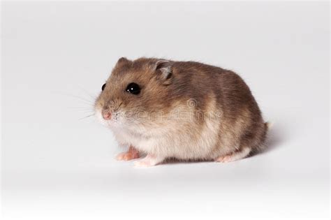 Brown Hamster Stock Image Image Of Background Mammal 39158777