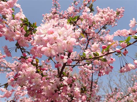 Pink Flower Tree During Daytime Photo Free Cherry Blossom Image On