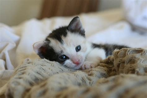 Cute kitten keeps on giving. 5 Kitten's Cute Habits