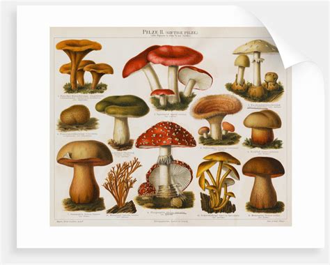 Different Types of Poisonous Mushrooms posters & prints by Corbis