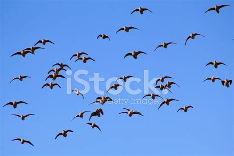Sand Grouse Flight Namaqua Species From Africa Stock Photo Royalty