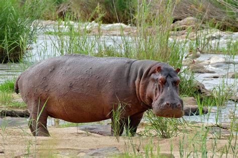 Hippo Hippopotamus Amphibius Kuda Nil Hewan Afrika