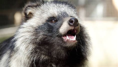 Tanuki The Raccoon Dog Comes From Asia Tips For Womens Fashion