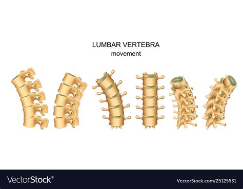 Movement In Lumbar Vertebrae Royalty Free Vector Image