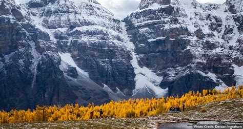 Larches In Banff Where When And How To See Them This Fall