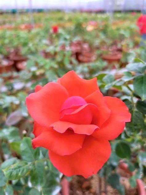 Super Star Rose Rose Plants • Teo Joo Guan