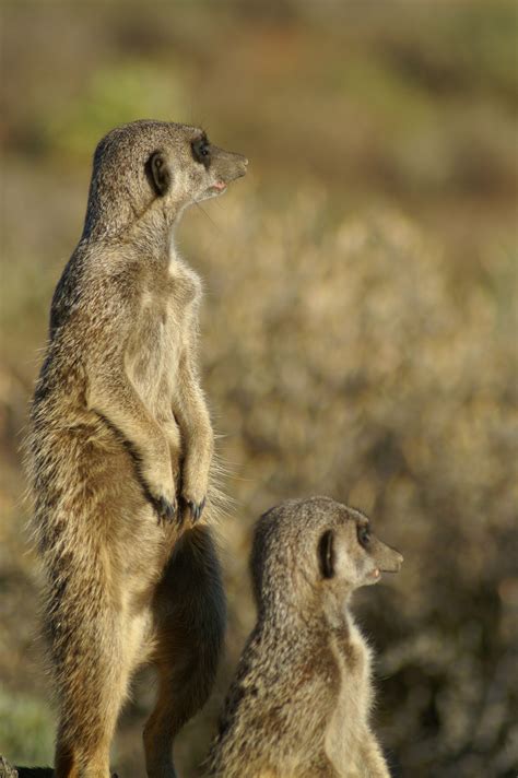 Meerkats In The Karoo Africa South African Proudly South African