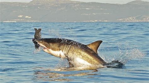 Two Headed Shark Fetus Caught By Fisherman Cbs News