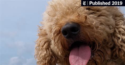 Premium quality newfypoos, bernedoodles, st. Poodle Doodle Recipe / Labradoodle Study Reveals Dogs Are ...