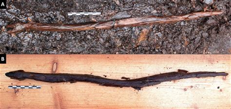 4400 Year Old Snake Staff Used By Shamans In Rituals Found In Finland
