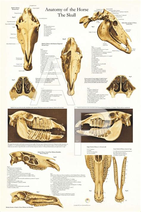 Horse Skull Skeletal Anatomy Veterinary Poster 24 X Etsy Horse