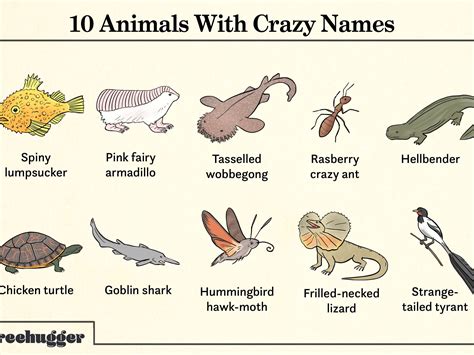 Animals With Crazy Names Rcoolguides