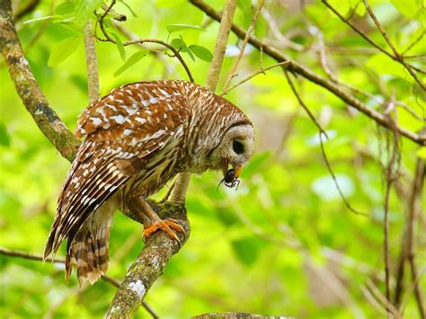 Types Of Owls In Arkansas Complete Guide Bird Fact