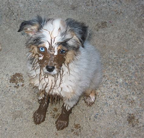 Why Do Dogs Love Playing In Mud