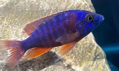 13 Different Types Of African Cichlids With Pictures