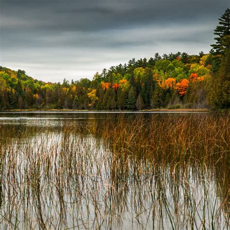 Download Wallpaper 2780x2780 Forest Trees Lake Landscape Autumn