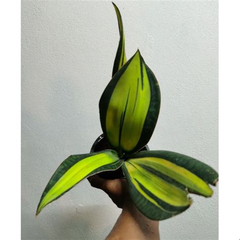 Use a porous potting mix with added perlite. Sansevieria whale fin variegated (pic :140620) | Shopee ...