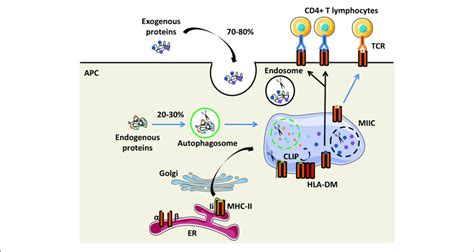 The Mhc Ii Antigen Presentation Pathways Major Histocompatibility