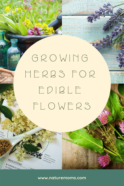 Keeping plants in your house also improves the air quality and if you grow edible flowers and aromatic herbs they have a pleasant. Growing Herbs for Edible Flowers in 2020 | Edible flowers ...