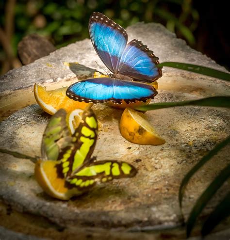 Creative Homemade Butterfly Feeder Ideas Gardenerdy