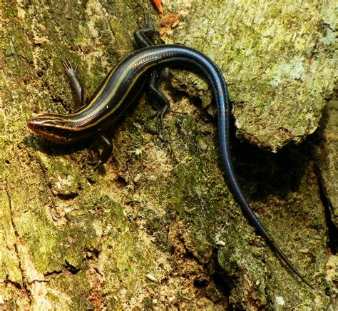 5 Lined Skink Or Maryland Blue Tailed Lizard Yard Ideas Tailed