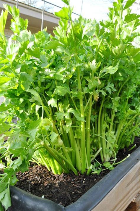 Check Out How To Grow Celery In Your Backyard Blog With Pics And How