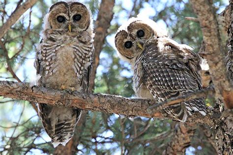 Mexican Spotted Owl Facts Habitat Diet Pictures