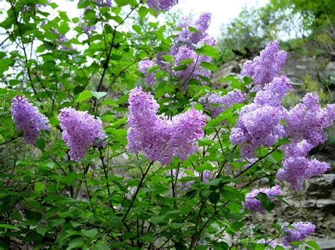 Lilac Flowering Why Wont My Lilac Bush Bloom