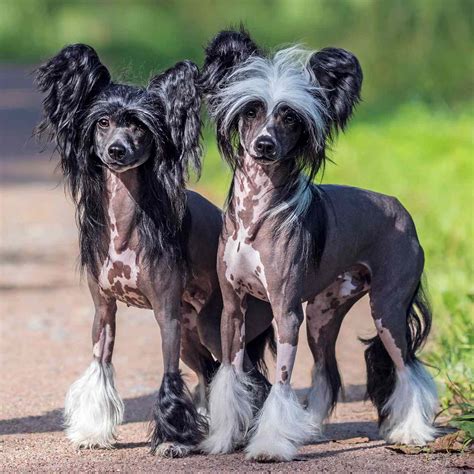 Chinese Crested Dog Breed Information And Characteristics Daily Paws
