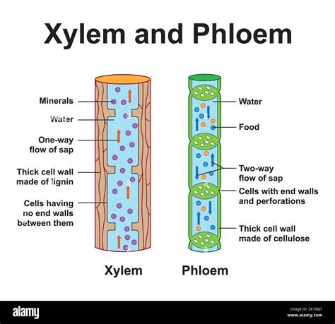 Scientific Designing Of Xylem And Phloem Scheme Labeled Water
