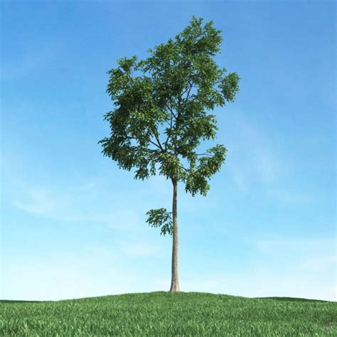 Green Leafed Tree 3d Model Cgtrader