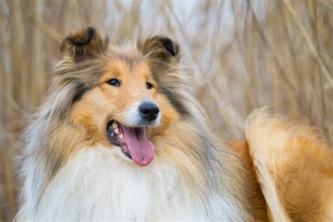 Rough Collie Training With Royvon Dog Training And Hotels
