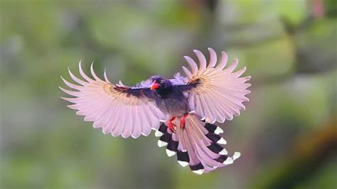 Top 15 Amazing Birds In The World Unique Birds Beautiful Birds Youtube