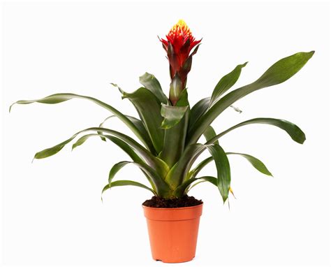 Much Needed Tips On How To Plant Bromeliad Pups Are Right Here Gardenerdy