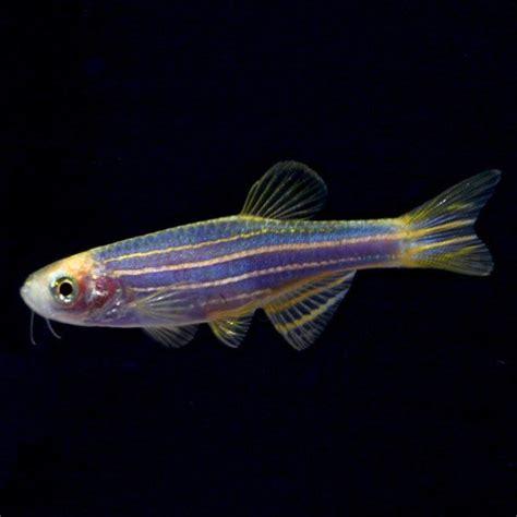 Glofishr Danio Rerio Tropical Fish For Freshwater Aquariums In 2020