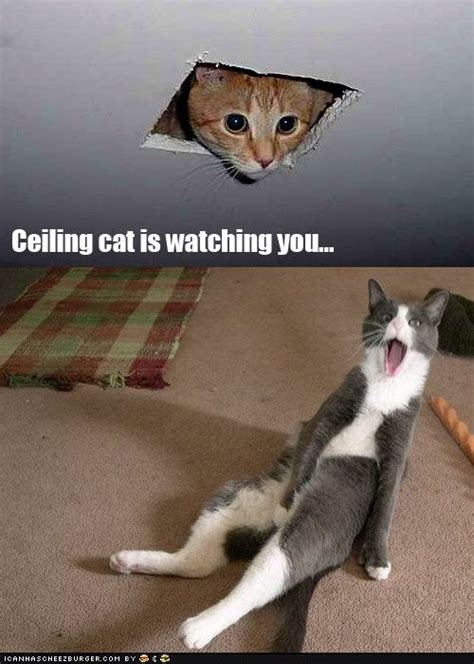 Ceiling Cat Is Watching You Cat Mom Animal Pictures Kittens