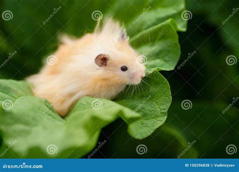 Orange Syrian Hamster In The Garden In The Spring Stock Photo Image