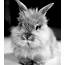 Rabbit Ramblings Cute Bunnies You May Be Missing