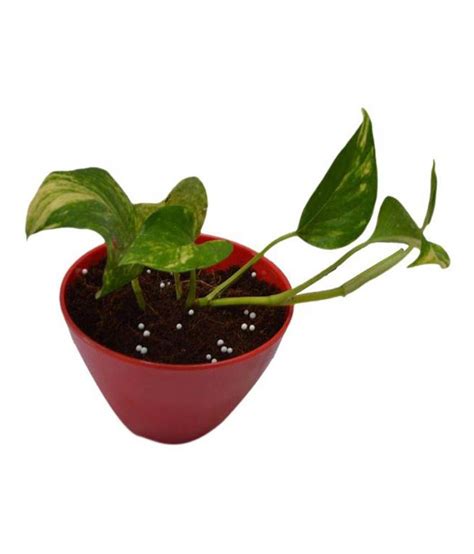 Green Living Indoor Plant Hybrid Pothos In Red Fiber Pot: Buy Green Living Indoor Plant Hybrid ...