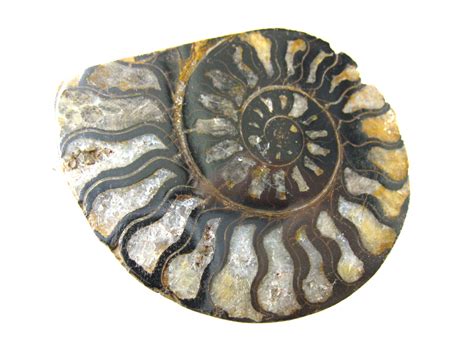Morocco Jurassic Hematite Ammonite 44b For Sale