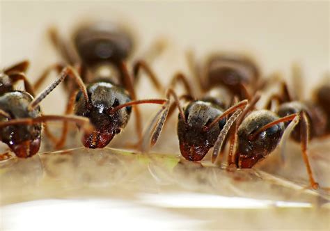 Ant Pest Control Gold Pest Control