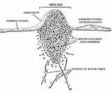 Termite Mound Diagram Images
